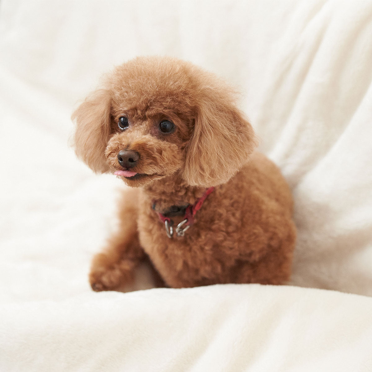 ペットブランケット 毛布 Lサイズ 小型犬 中型犬 ペット用 2枚合わせ毛布 綿入り毛布 ブランケット ケット 犬用 猫用 わた入り 洗える 吸湿発熱 極暖 +4℃ あったか 寒さ対策 防寒対策 ねどっこ