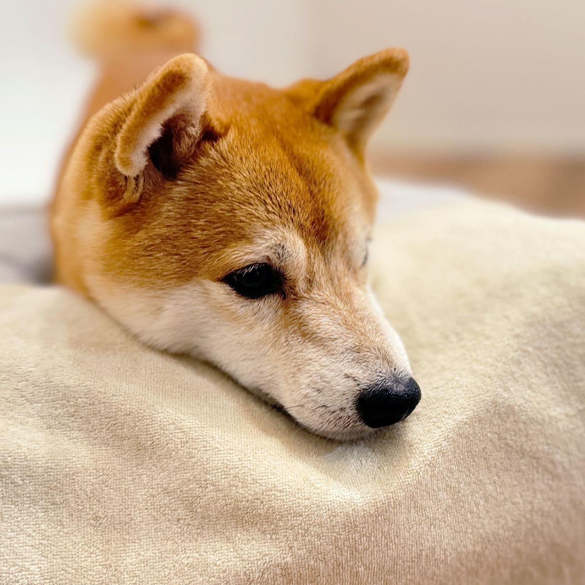 介護用 ドッグベッド 小型犬 中型犬 大型犬 シニア E字型 防水カバー付き 介護用ベッド ペットベッド ドッグベッド 老犬 高齢犬 犬用 ペット用 姿勢維持 床ずれ防止 誤嚥防止 寝たきり 介護用品 ペット用品