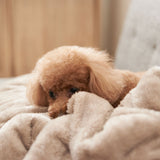 ペットブランケット 毛布 Lサイズ 小型犬 中型犬 ペット用 2枚合わせ毛布 綿入り毛布 ブランケット ケット 犬用 猫用 わた入り 洗える 吸湿発熱 極暖 +4℃ あったか 寒さ対策 防寒対策 ねどっこ